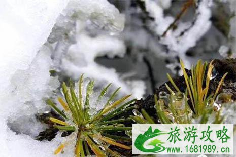 2022陕西太白山下雪了吗 11月太白下雪封山吗