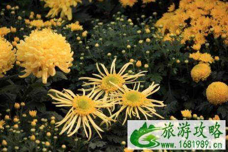 北京赏菊花公园有哪些 2022北京赏菊地点+门票+交通