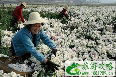 黄石周边游赏花旅游去哪好