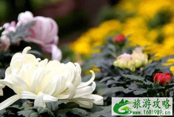 2022乌鲁木齐市植物园菊花展送菊花吗