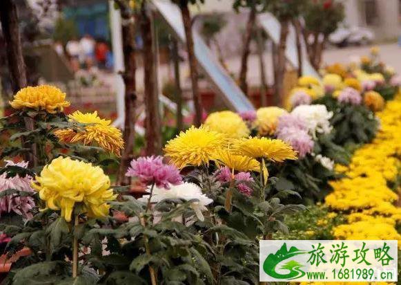 2022乌鲁木齐市植物园菊花展送菊花吗