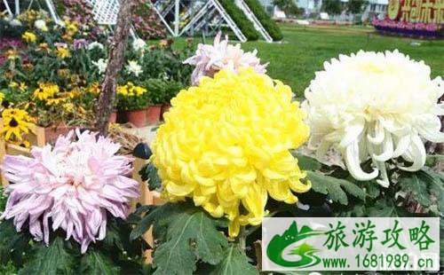 2022乌鲁木齐市植物园菊花展送菊花吗