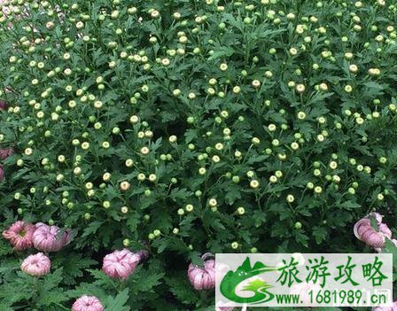 2022常州菊花节什么时候开始