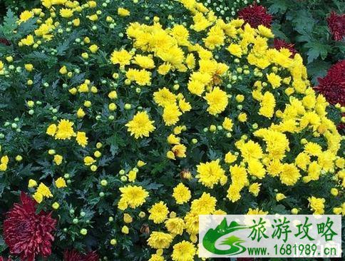 2022常州菊花节什么时候开始