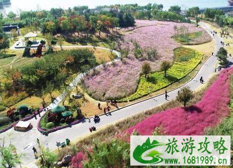 2022泰山天颐湖景区菊花展持续时间是多久 2022泰山天颐湖景区菊花展持续时间是多久