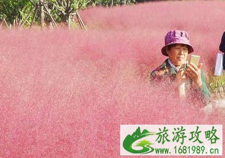 2022泰山天颐湖景区菊花展持续时间是多久 2022泰山天颐湖景区菊花展持续时间是多久