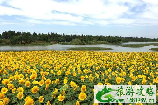 固城湖水慢城好玩吗 固城湖水慢城门票+交通