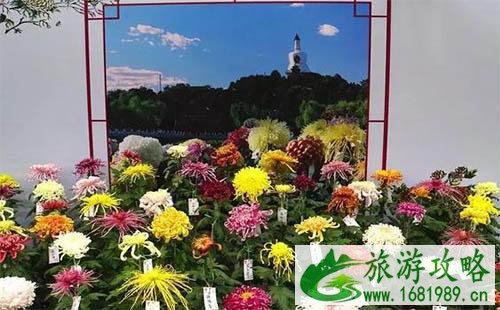 2022北京赏菊花去哪里 国庆北京菊花文化节