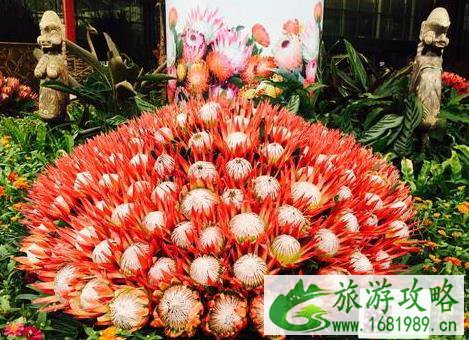 广州华南植物园门票多少钱 植物园南非帝王花艺术展喜迎国庆2022