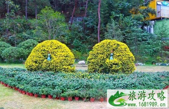 湖北赏花的地方 黄冈英山菊花展