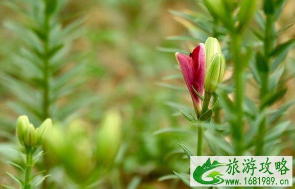 2022巢湖百合花什么时候开 十一相约巢湖百合花开 2022巢湖百合花什么时候开 十一相约巢湖百合花开