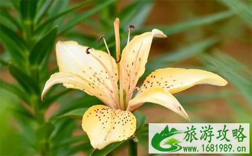 2022巢湖百合花什么时候开 十一相约巢湖百合花开 2022巢湖百合花什么时候开 十一相约巢湖百合花开