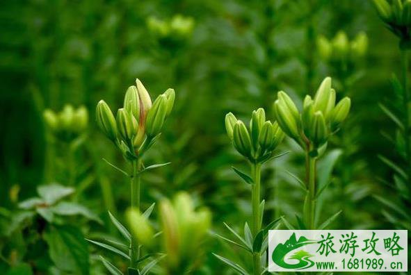 2022巢湖百合花什么时候开 十一相约巢湖百合花开 2022巢湖百合花什么时候开 十一相约巢湖百合花开