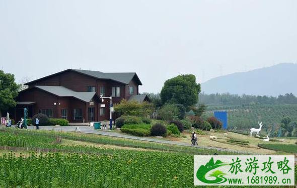 2022巢湖百合花什么时候开 十一相约巢湖百合花开 2022巢湖百合花什么时候开 十一相约巢湖百合花开