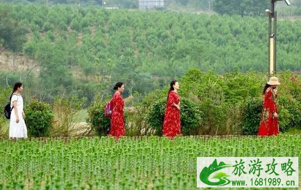 2022巢湖百合花什么时候开 十一相约巢湖百合花开 2022巢湖百合花什么时候开 十一相约巢湖百合花开