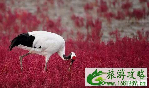 辽宁盘锦红海滩门票 辽宁盘锦红海滩好玩吗