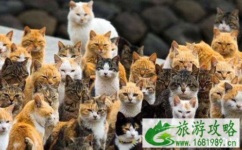 哪些地方是猫岛 猫岛在哪里