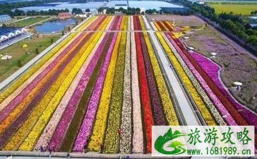 2022松江菊花节时间 2022松江菊花节游玩攻略