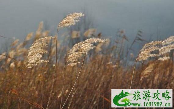 芦苇花什么时候开 四川芦苇花景点有哪些