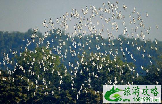 2022教师节广州南沙湿地公园门票优惠活动