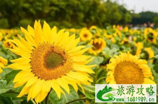 2022教师节广州百万葵园门票优惠活动