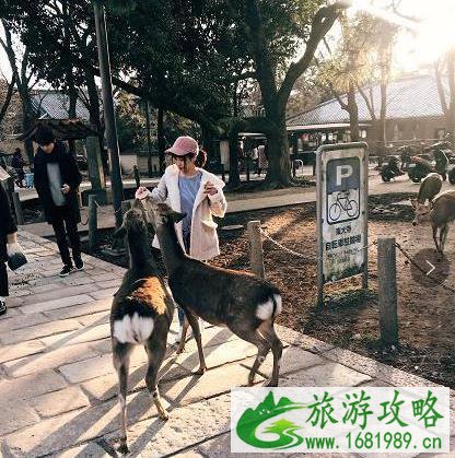 日本旅游有应该注意哪些细节