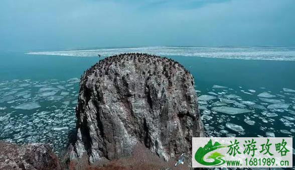 青海湖鸟岛景区和沙岛景区对外停止开放