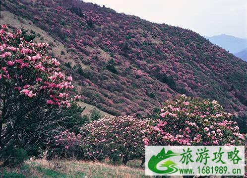 武汉5月份周边赏花的地方推荐