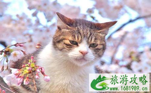 哪个国家猫最多