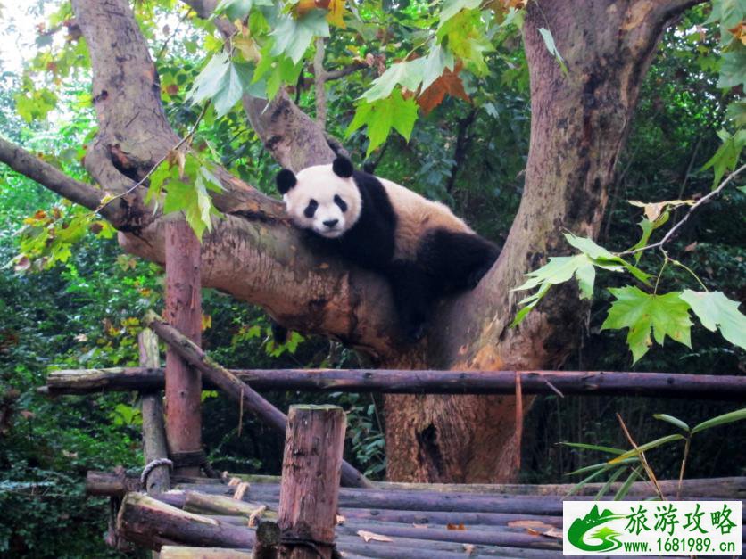 成都五一旅游最佳去处 去成都吃什么特色