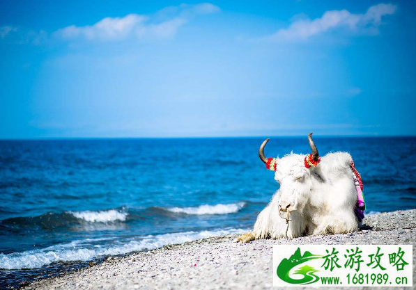 青海湖最佳旅游时间 青海湖什么季节去最好