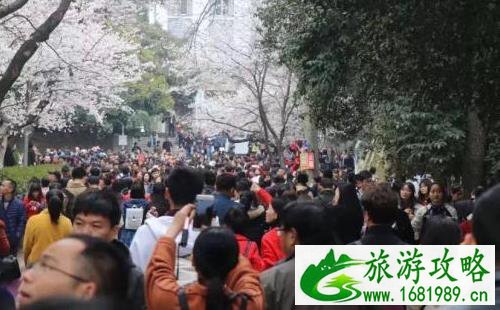 武大樱花预约不上 武大樱花门票有没有黄牛