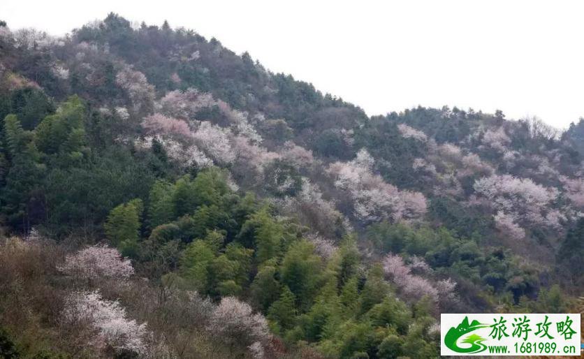 建德三都樱花分布图