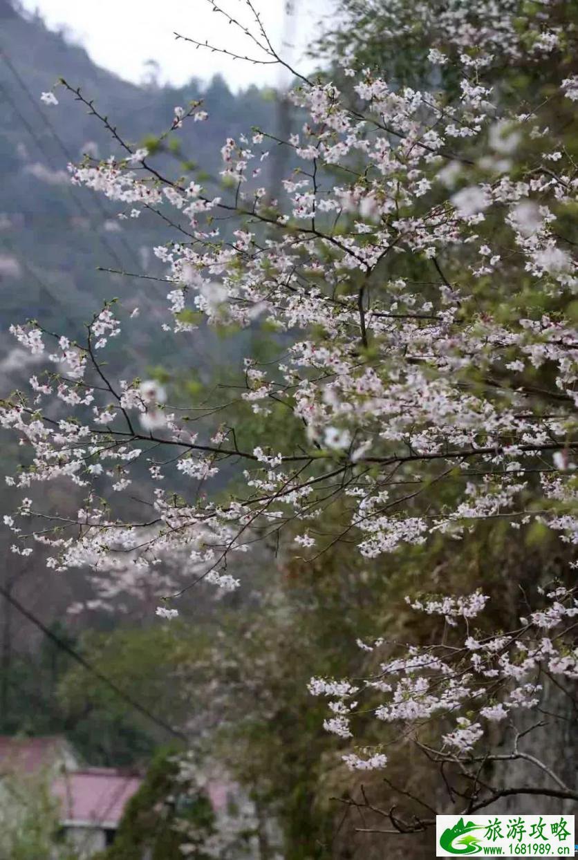 建德三都樱花分布图