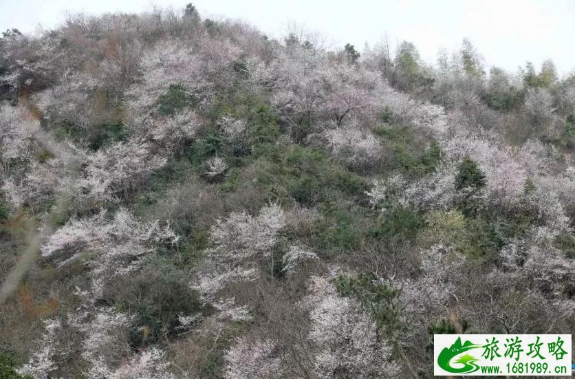 建德三都樱花分布图