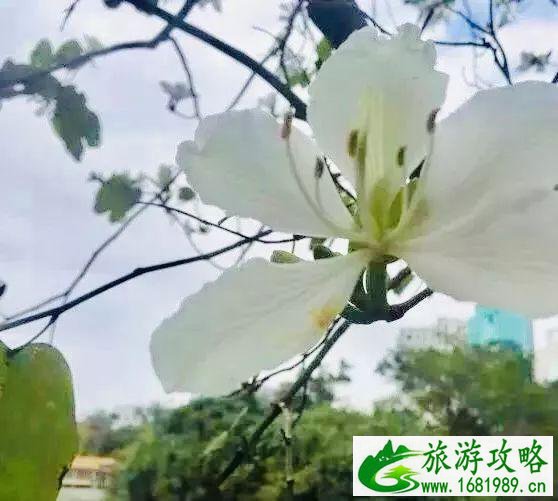 深圳荔枝公园在哪个地铁站 荔枝公园地铁站几号线