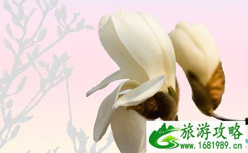 2022年西安植物园玉兰花节结束时间+门票价格