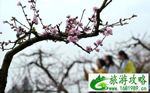 2022邛崃茶园桃花节门票价格+时间+地点