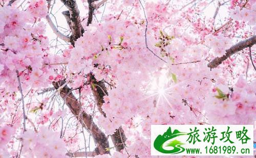 2022南山植物园樱花节举办时间+门票价格+交通攻略