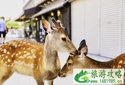 濑户内海周边城市 濑户内海周边城市旅游景点