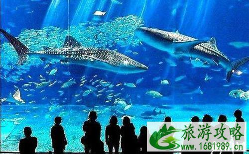 冲绳美丽海水族馆游玩攻略 日本冲绳美丽海水族馆门票多少钱