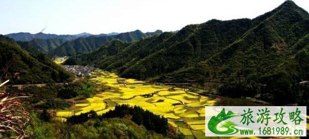 安徽油菜花景点图片 安徽油菜花景点介绍