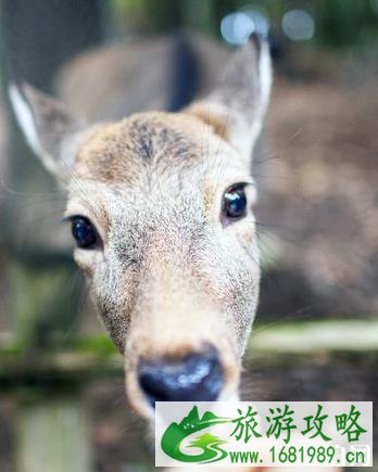 奈良公园游玩攻略 门票+交通指南