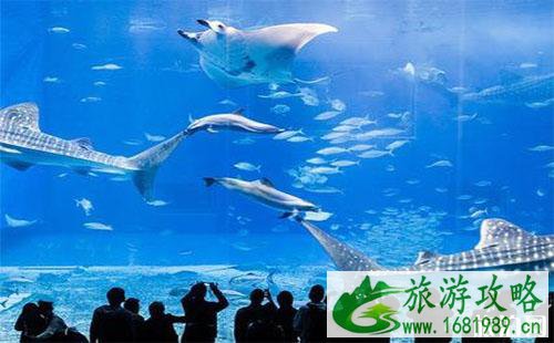 冲绳美丽海水族馆游玩攻略