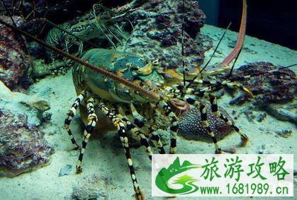 冲绳美丽海水族馆游玩攻略