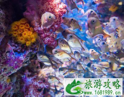 冲绳美丽海水族馆游玩攻略