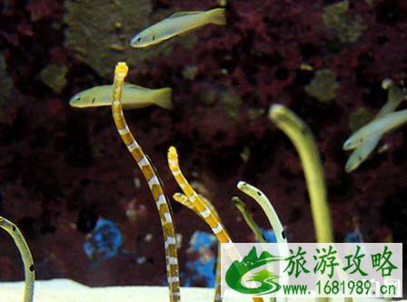 冲绳美丽海水族馆游玩攻略