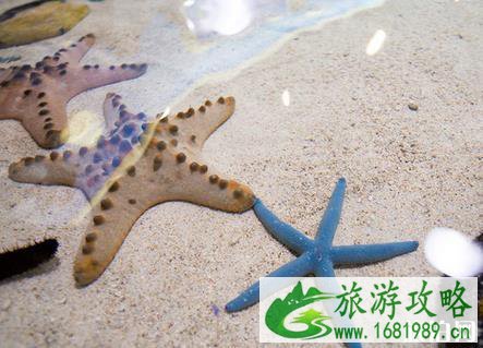 冲绳美丽海水族馆游玩攻略