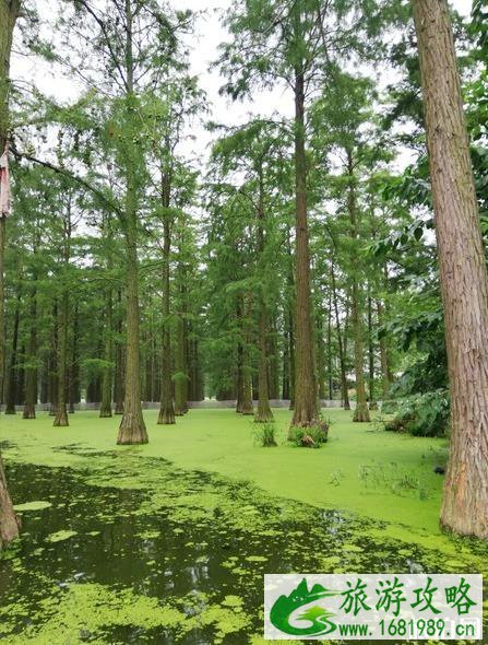 涨渡湖湿地公园好玩吗 涨渡湖湿地公园在哪里+交通指南