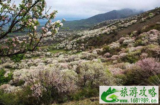 新疆花海图片 新疆去哪里看花